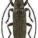 Sybra grisescens Breuning, 1939 male