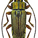 Tmesisternus rufipes Blanchard, 1853