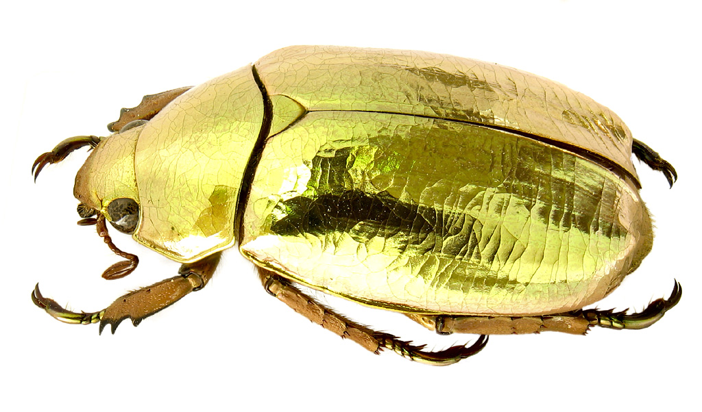 М.Э. Смирнов - фотографии экзотических пластинчатоусых (Scarabaeidae)