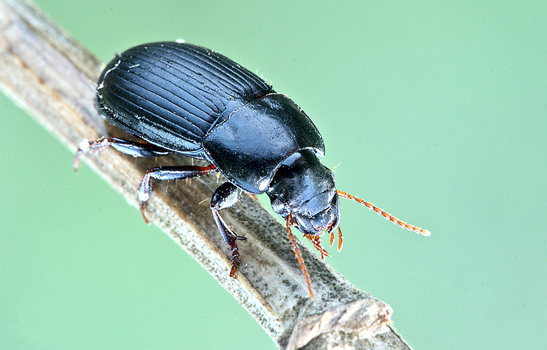 Harpalus tardus (Panzer, 1797)