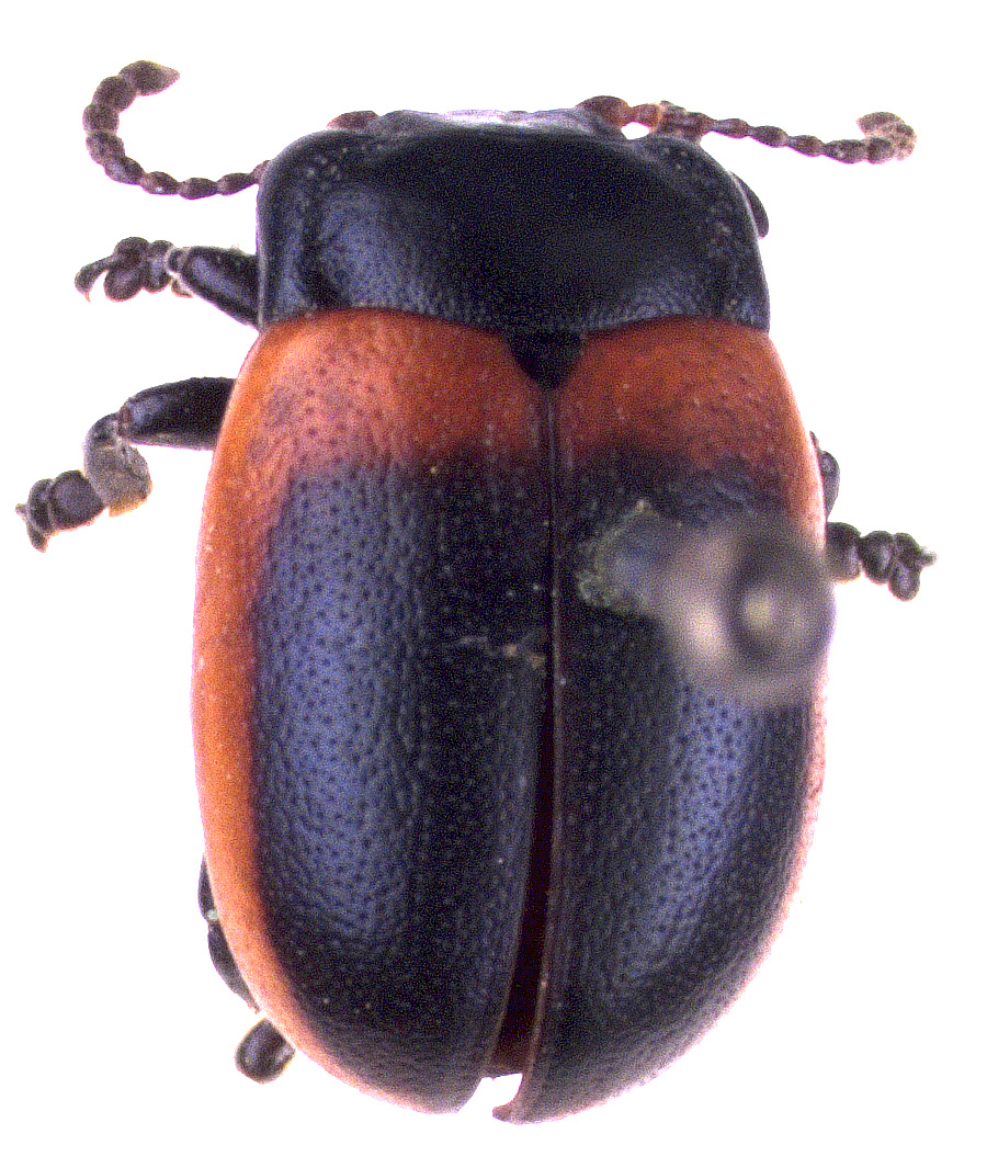 Chrysolina limbata (Fabricius, 1775)