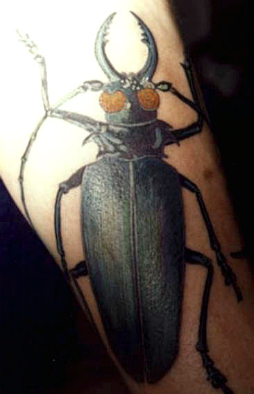 Тату жук (37 фото) - значение татуировки, эскизы 