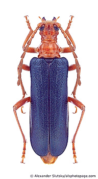 Rhamnusium bicolor <br> (female)