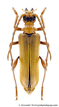 Rhamnusium bicolor <br> (male)