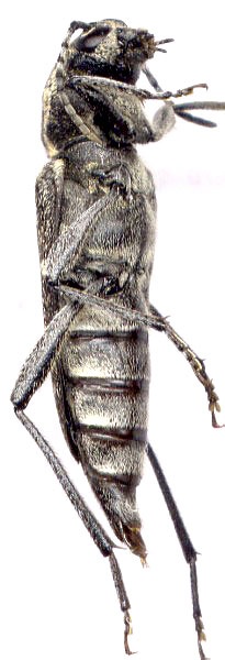  Xylotrechus rusticus 