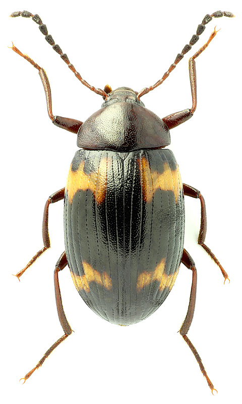 Amarygmus (s. str.) pilipes (Gebien, 1913)</b> - det. Enrico Ruzzier