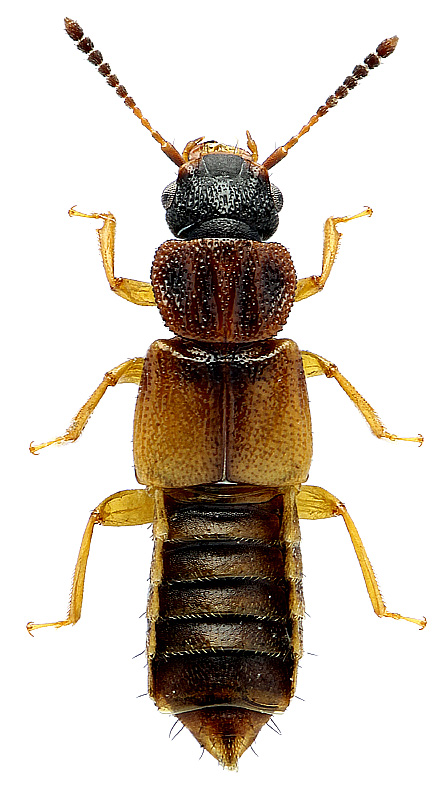 Anotylus rugosus (Fabricius, 1775)