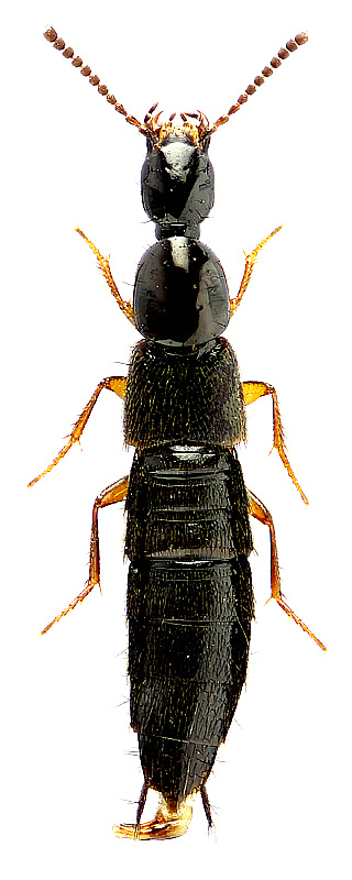 Bisnius nitidulus (Gravenhorst, 1802)