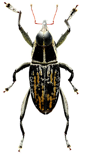 Zygops vitticollis Desbrochers, 1891