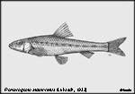 Romanogobio albipinnatus