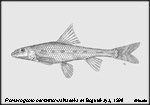 Romanogobio pentatrichus