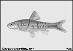 Sarcocheilichthys czerskii