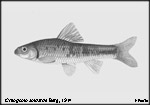 Sarcocheilichthys soldatovi