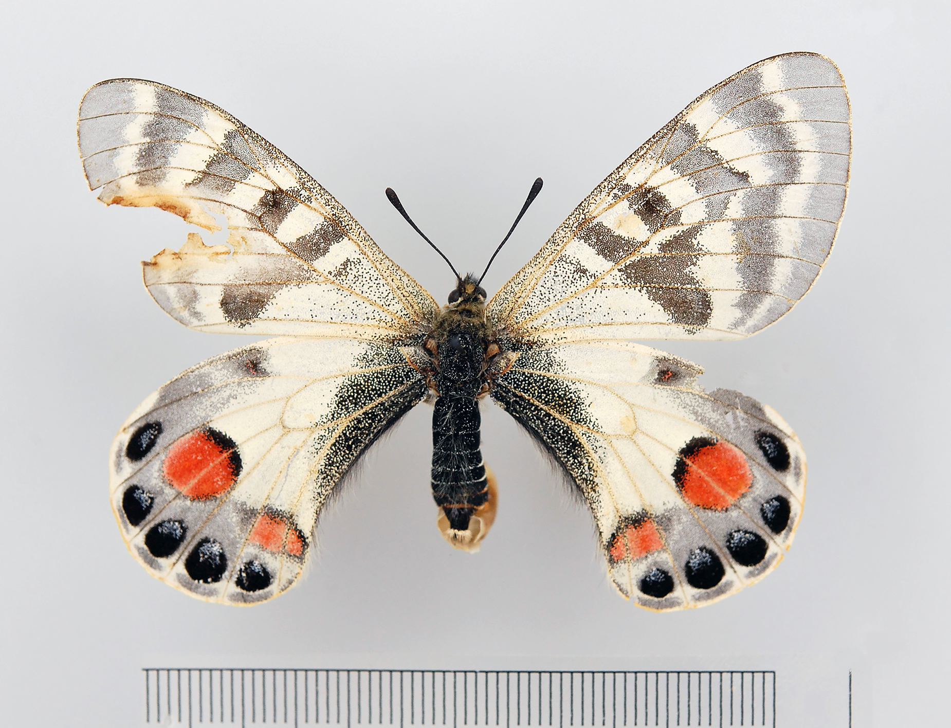 Parnassius Imperator