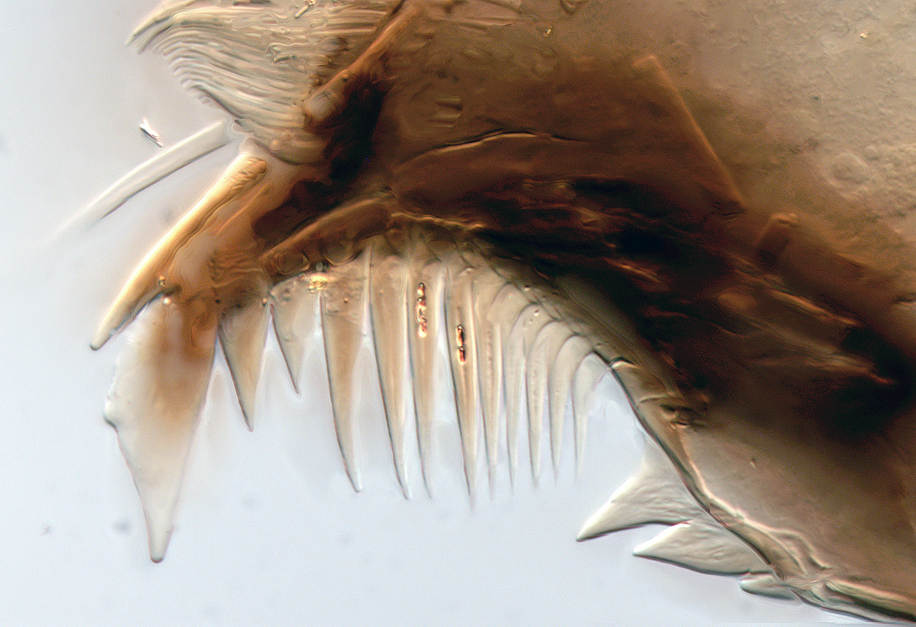 Мошка астраханская фото под микроскопом