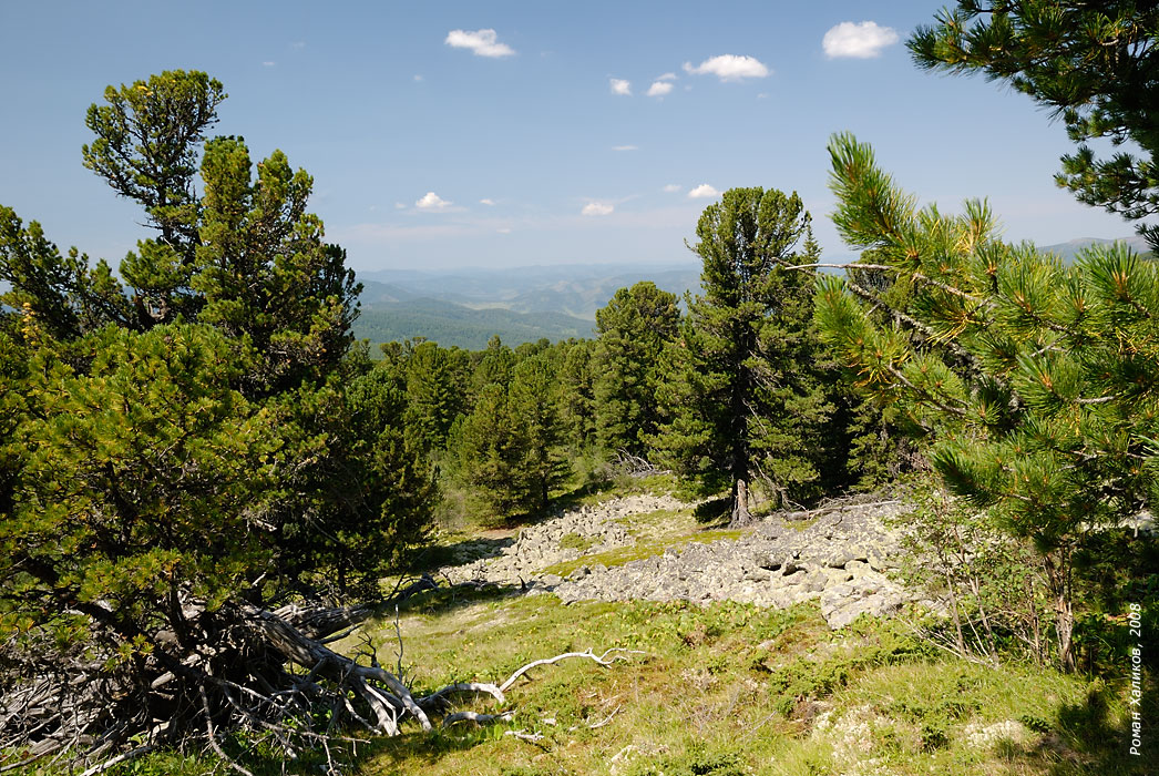 Pinus sibirica. Кедр Уральский. Pinus sibirica Primorsko. Pinus sibirica Avrov. Pinus sibirica Sverdlovsk.