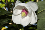   (Magnolia sieboldii)   