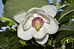   (Magnolia sieboldii)   