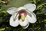   (Magnolia sieboldii)   