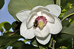   (Magnolia sieboldii)   