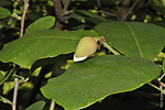   (Magnolia sieboldii)   