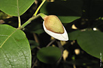   (Magnolia sieboldii)   