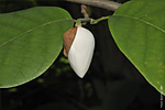   (Magnolia sieboldii)   