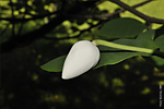   (Magnolia sieboldii)   