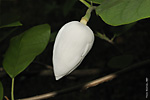   (Magnolia sieboldii)   