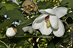   (Magnolia sieboldii)   