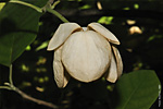   (Magnolia sieboldii)   