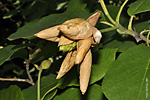   (Magnolia sieboldii)   