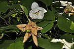   (Magnolia sieboldii)   