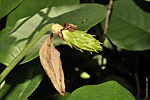   (Magnolia sieboldii)   