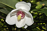   (Magnolia sieboldii)   