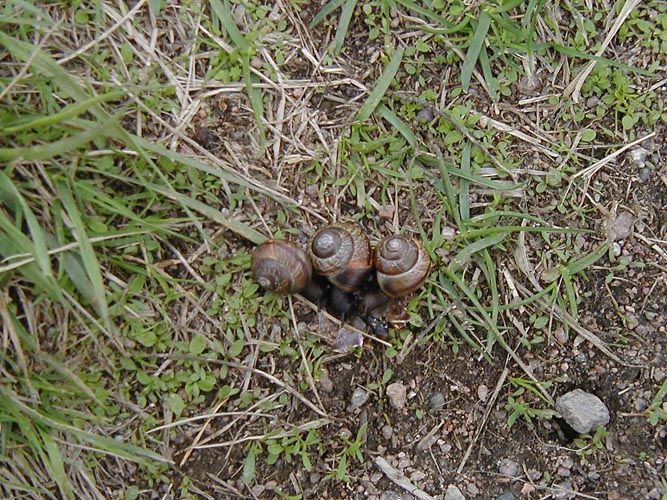 image12