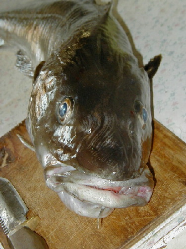 image10