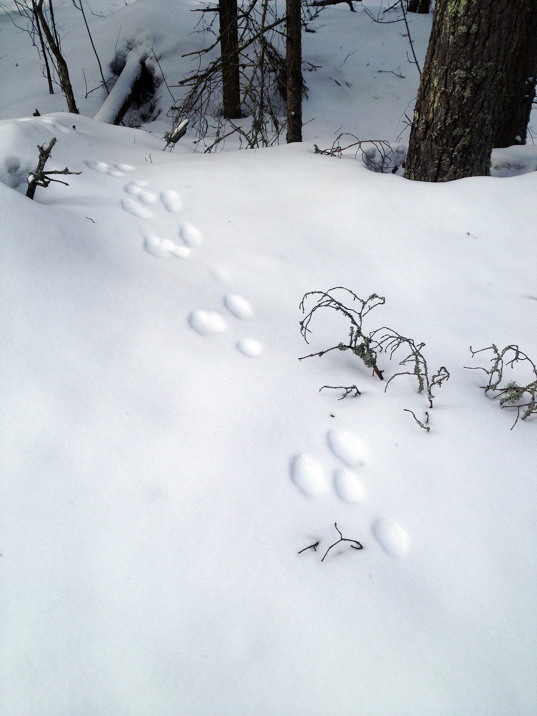 Исчезновение кролика следы на снегу