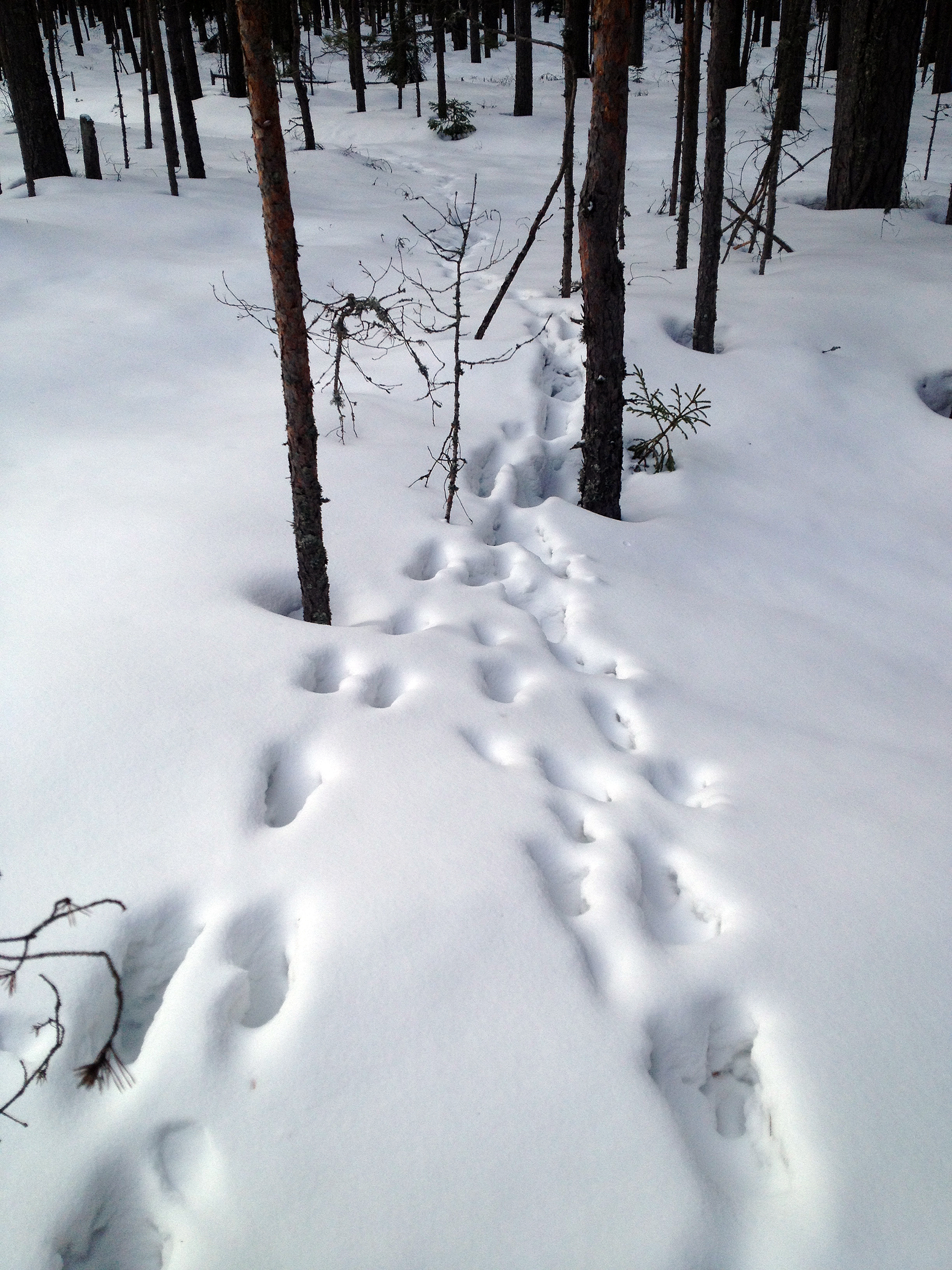Следы кабана на снегу