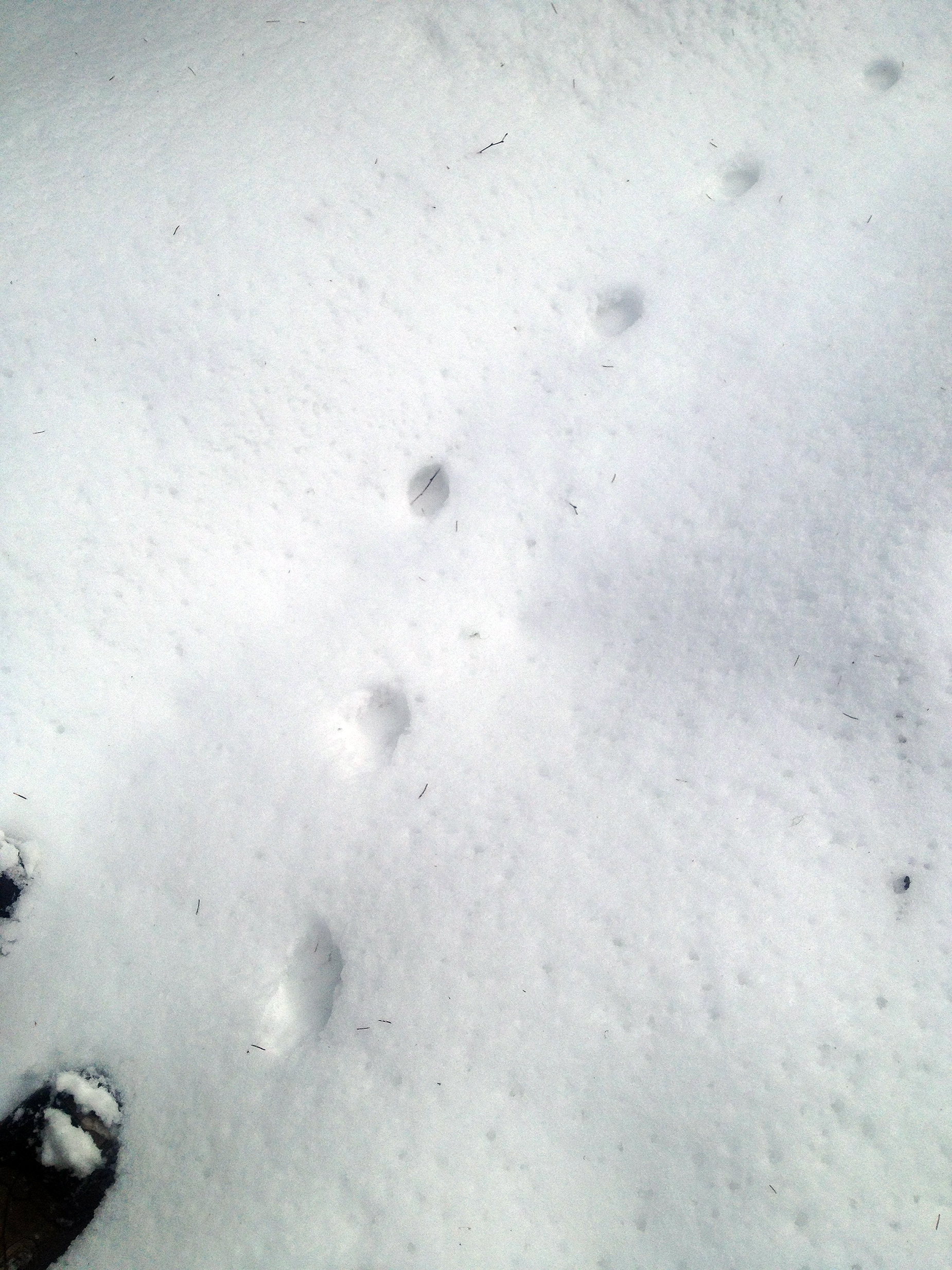 Лисьи следы на снегу