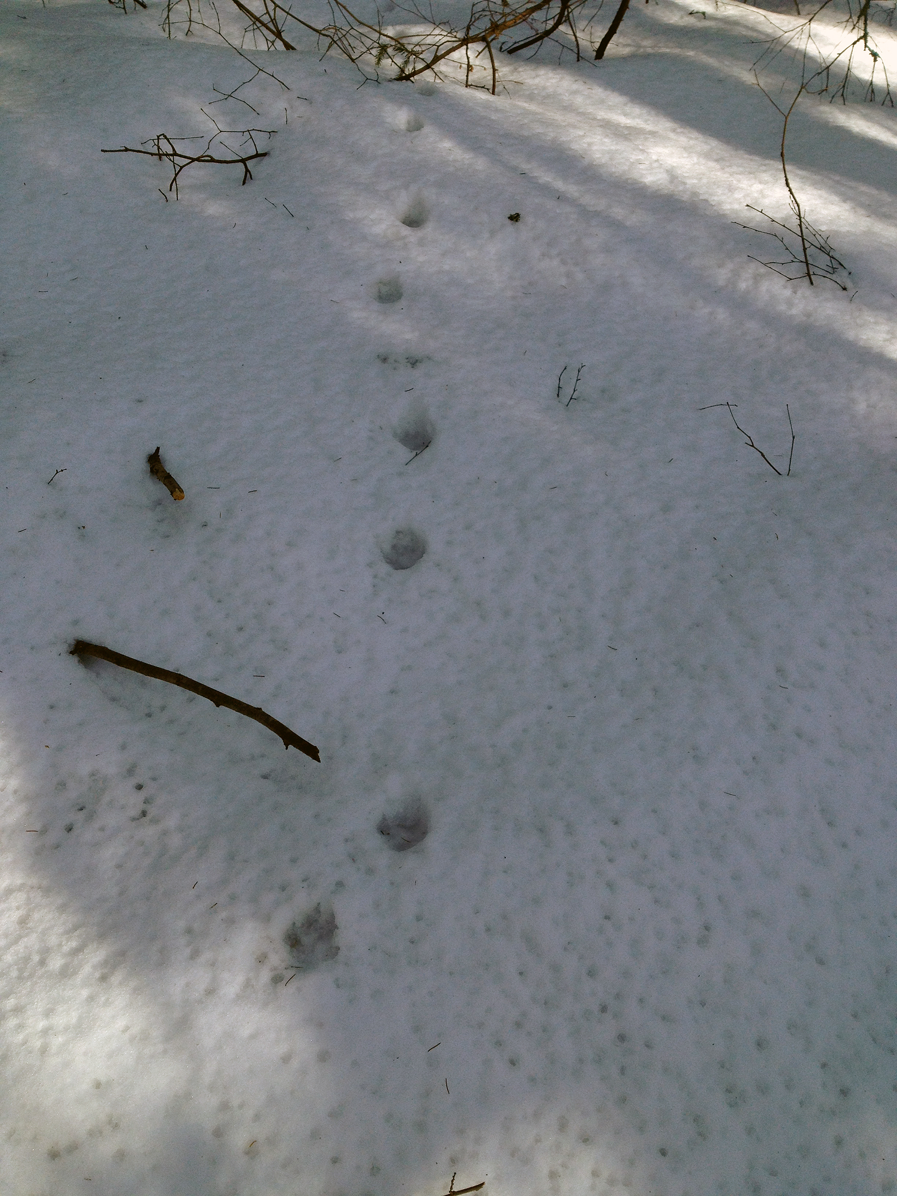 Следы лисы на снегу зимой
