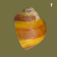 morpha BP1