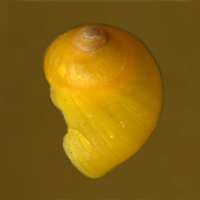 morpha CY1