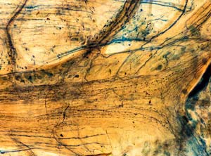 Подглоточный ганглий туловищного мозга с отходящими от них сегментными нервами и окологлоточными коннективами у дождевого червя