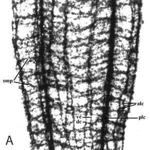 Холинэстераза в нервной системе стробилы плероцеркоида Diphyllobothrium dendriticum