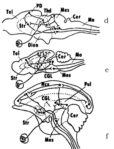 The diagram showing the critical stages in the evolution of the CNS in vertebrates 2