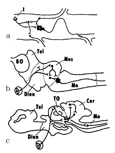 The diagram showing the critical stages in the evolution of the CNS in vertebrates 1