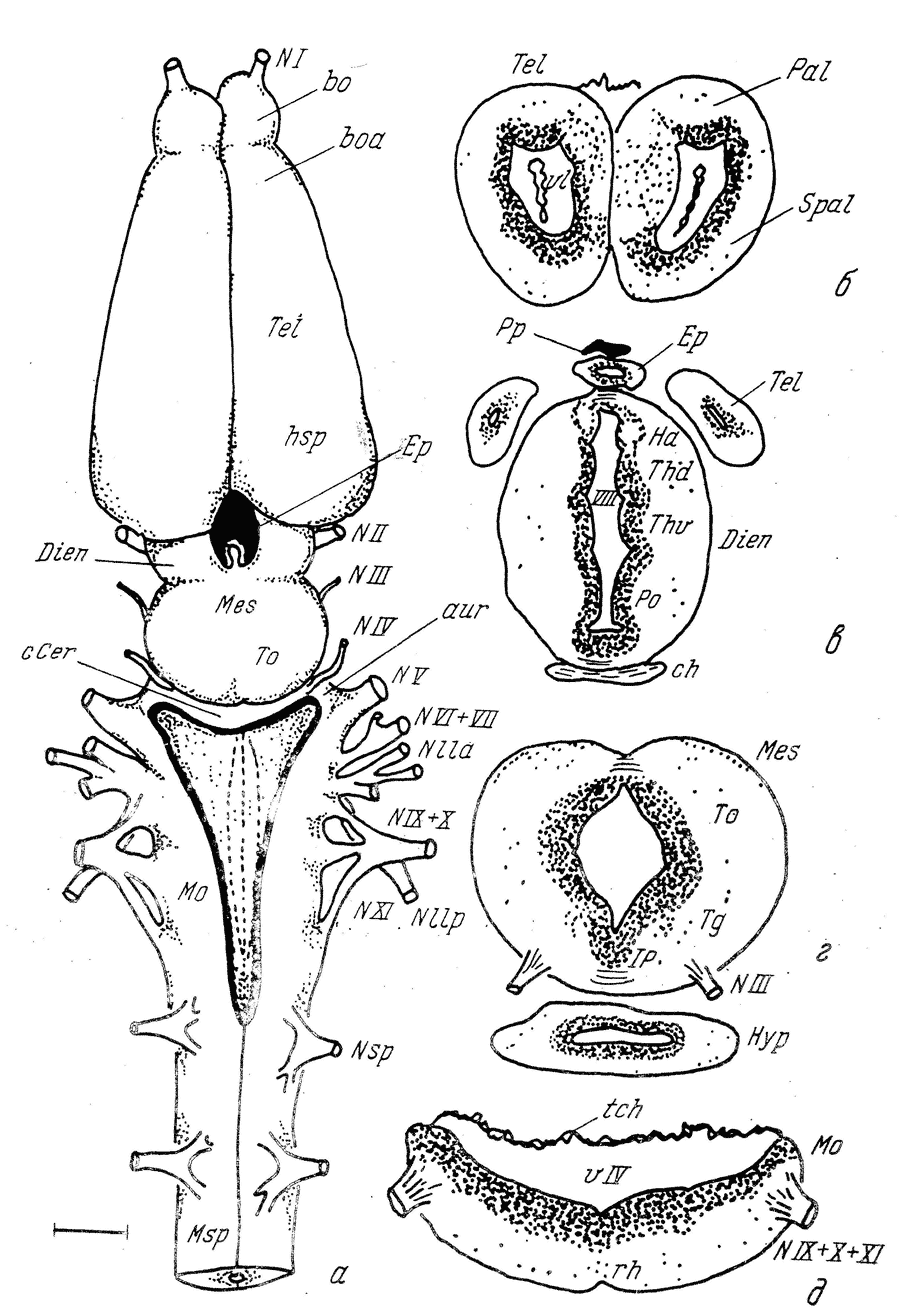 Мозг амфибии. Мозг амфибии рисунок. Половая система амфибий. Головной мозг земноводных.