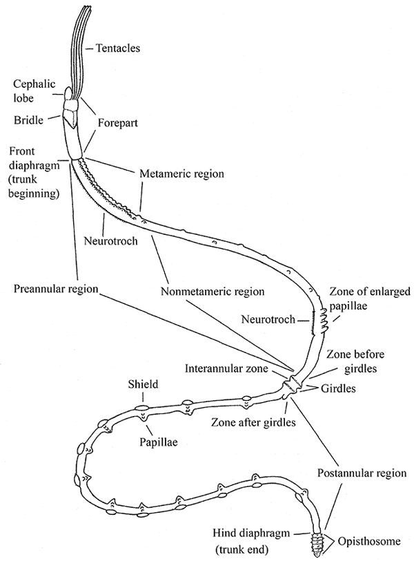 General scheme of pogonophore