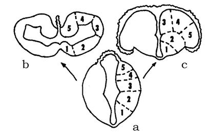 Development of the vertebrate telencephalon